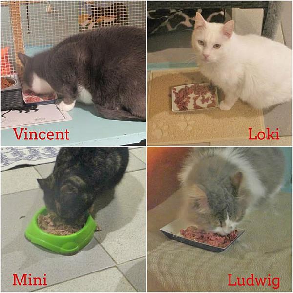 Kattenpraat