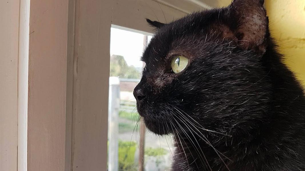 Kattenpraat