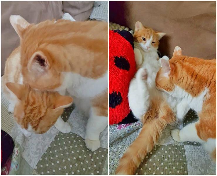 Kattenpraat