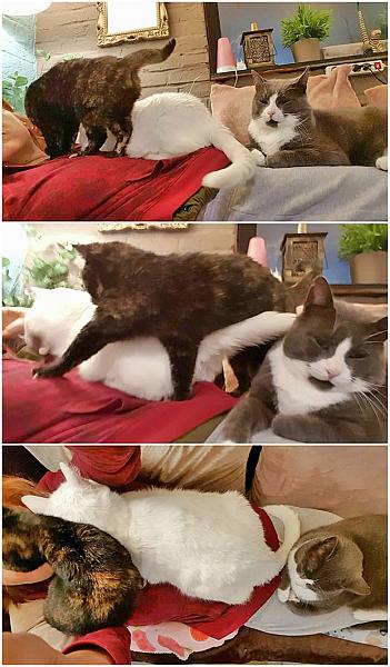 Kattenpraat
