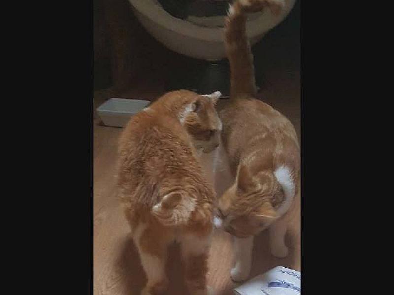 Kattenpraat