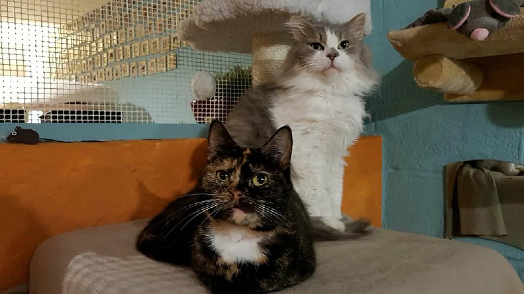 Kattenpraat