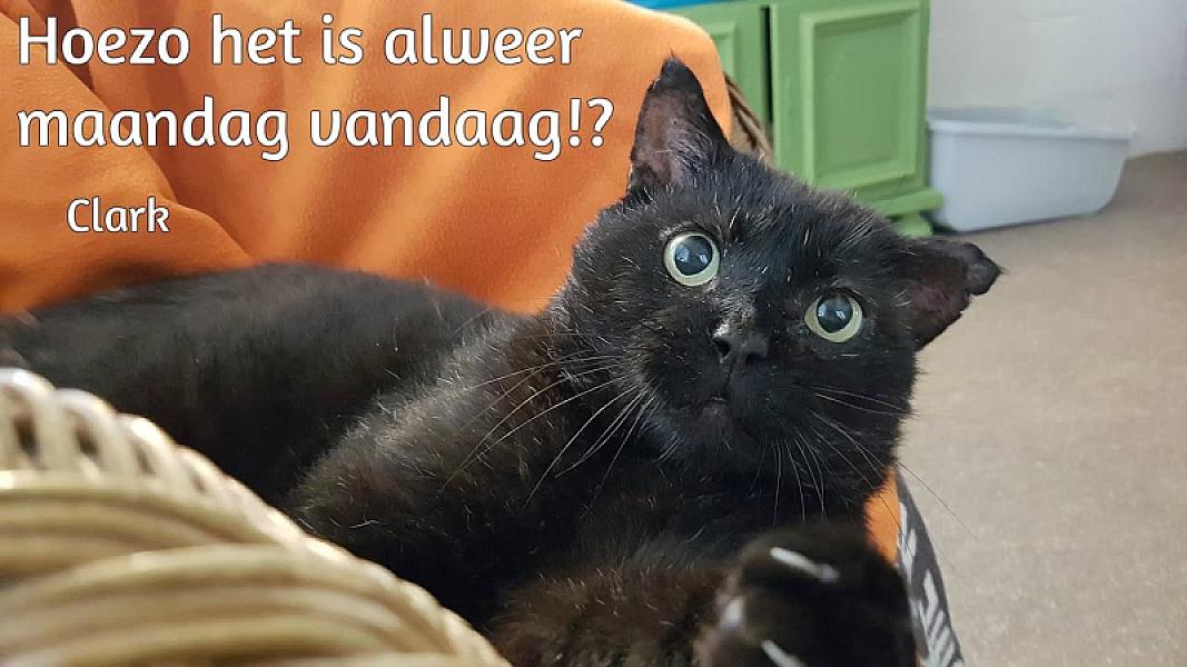 Kattenpraat
