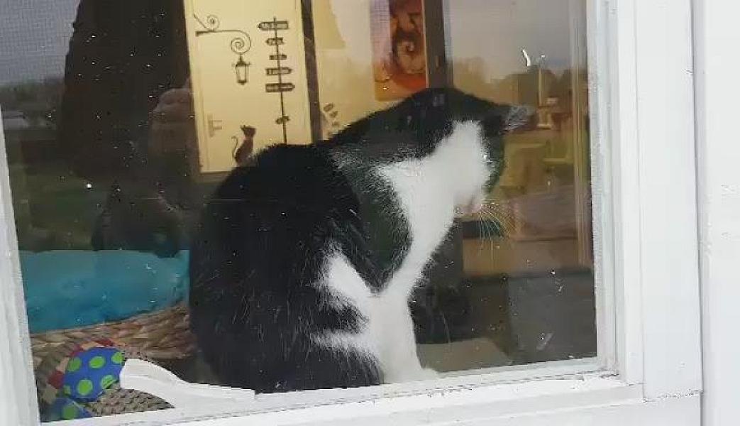Kattenpraat