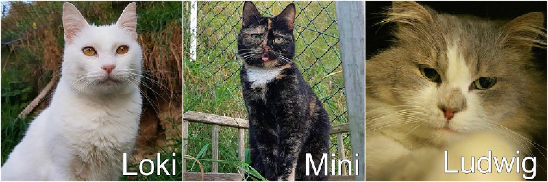 Kattenpraat