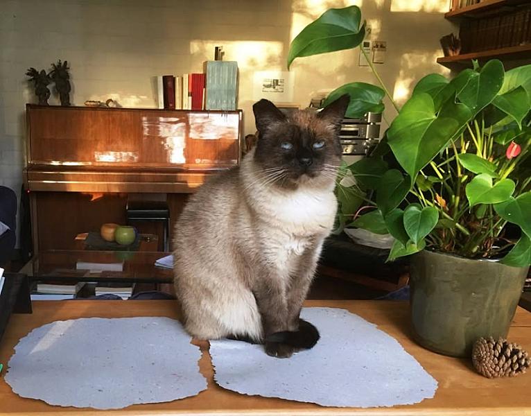 Kattenpraat
