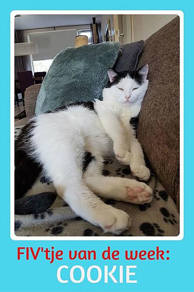 Kattenpraat