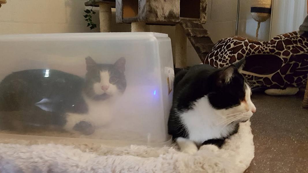 Kattenpraat