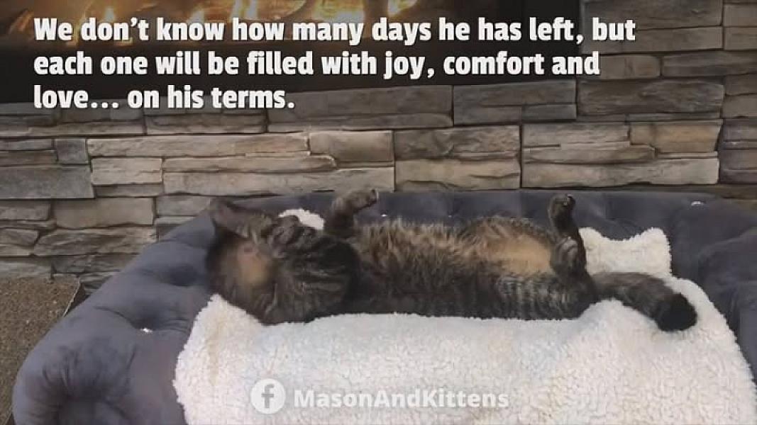Kattenpraat