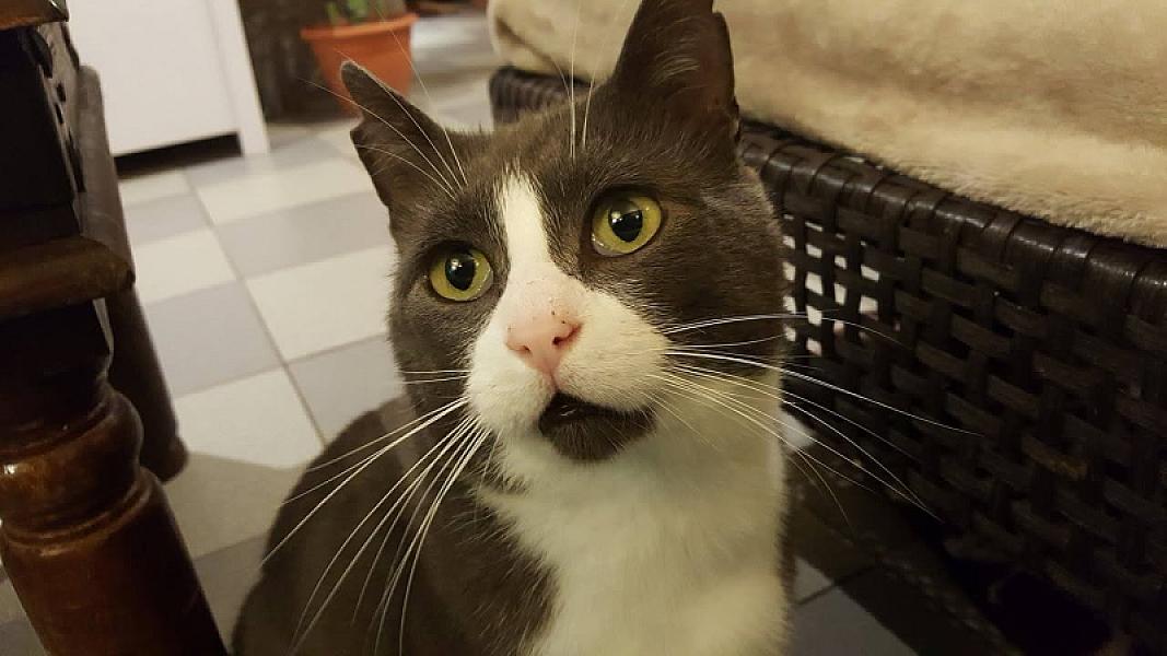 Kattenpraat