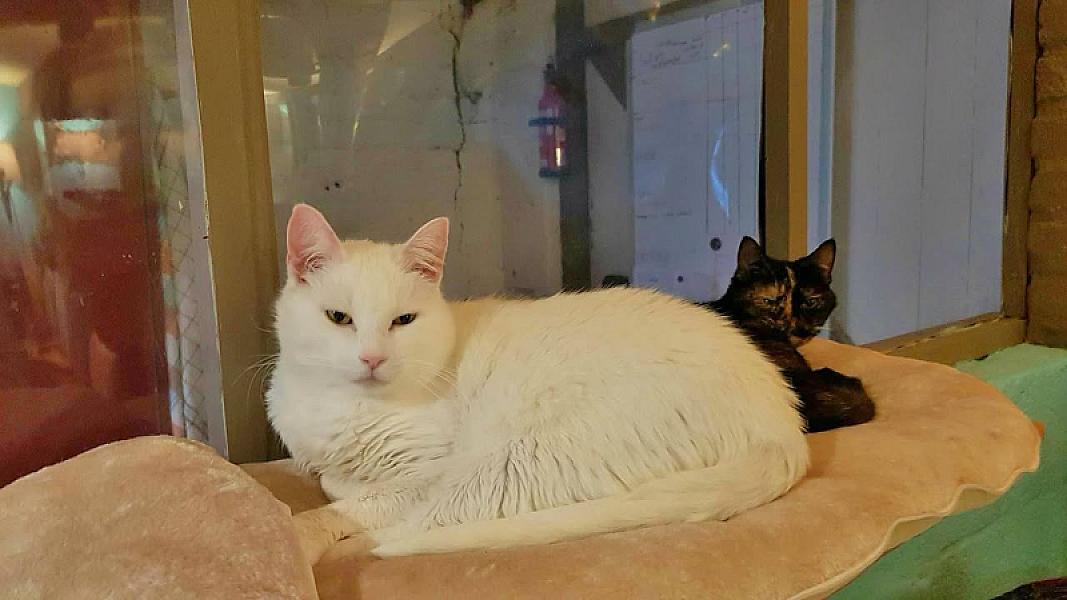 Kattenpraat