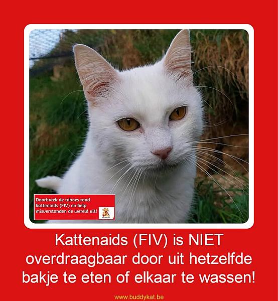 Kattenpraat