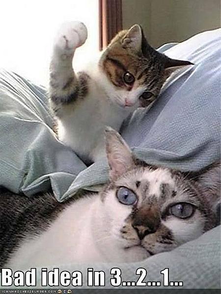 Kattenpraat