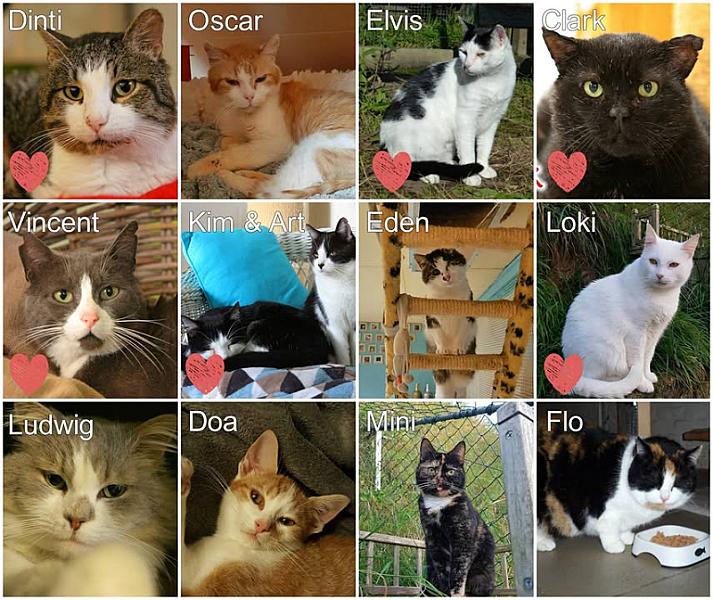 Kattenpraat