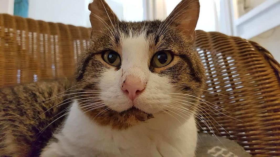 Kattenpraat
