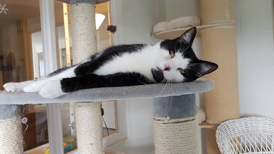 Kattenpraat