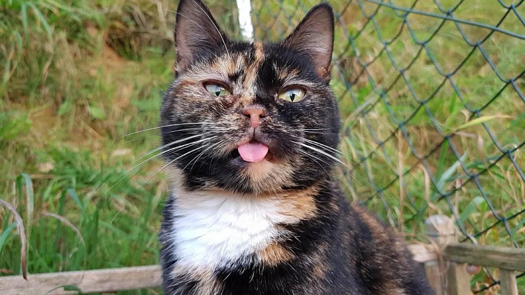 Kattenpraat