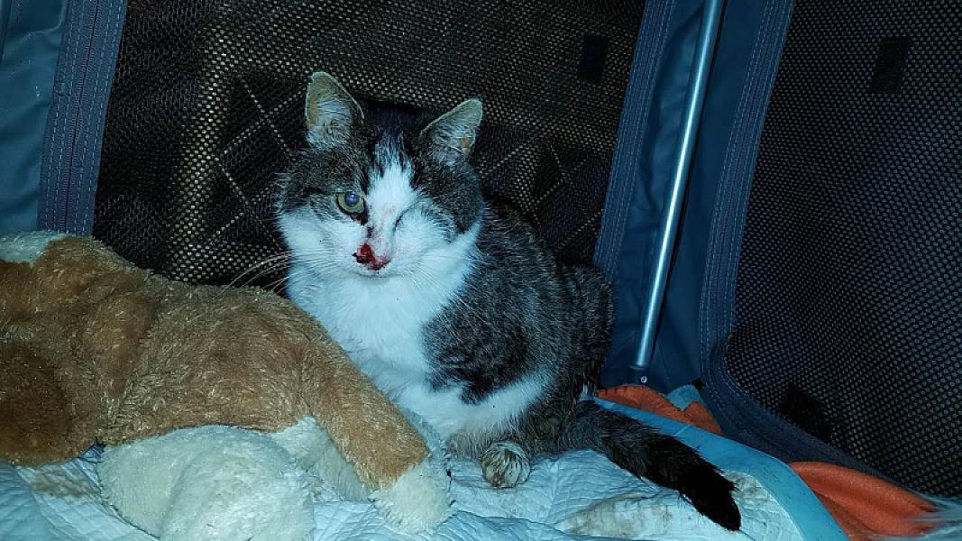 Kattenpraat