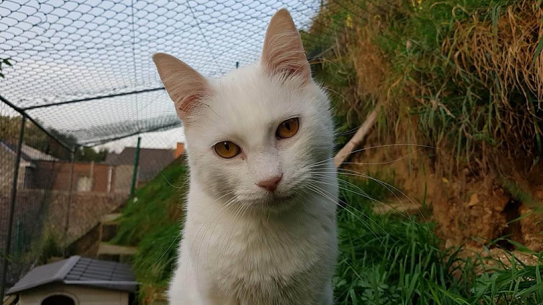 Kattenpraat