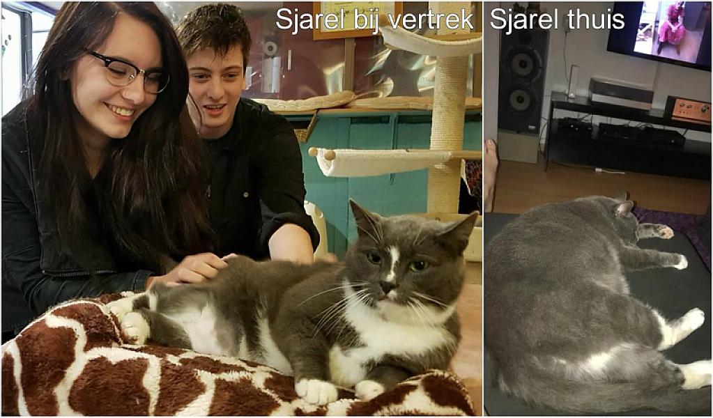 Kattenpraat