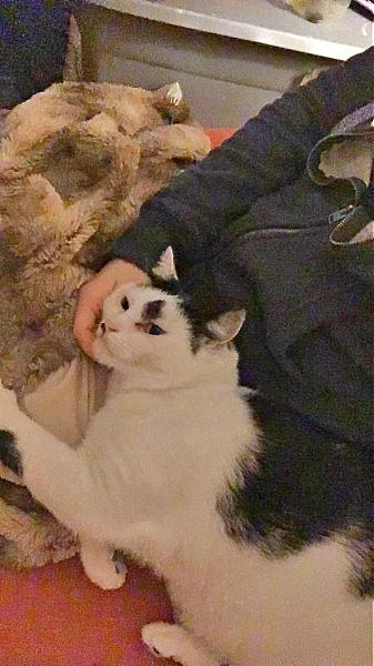 Kattenpraat