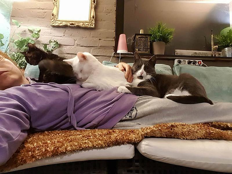 Kattenpraat