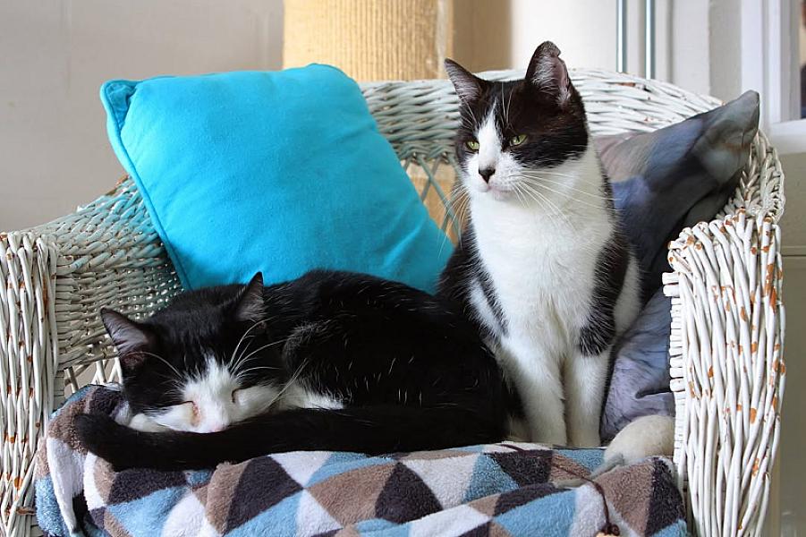 Kattenpraat