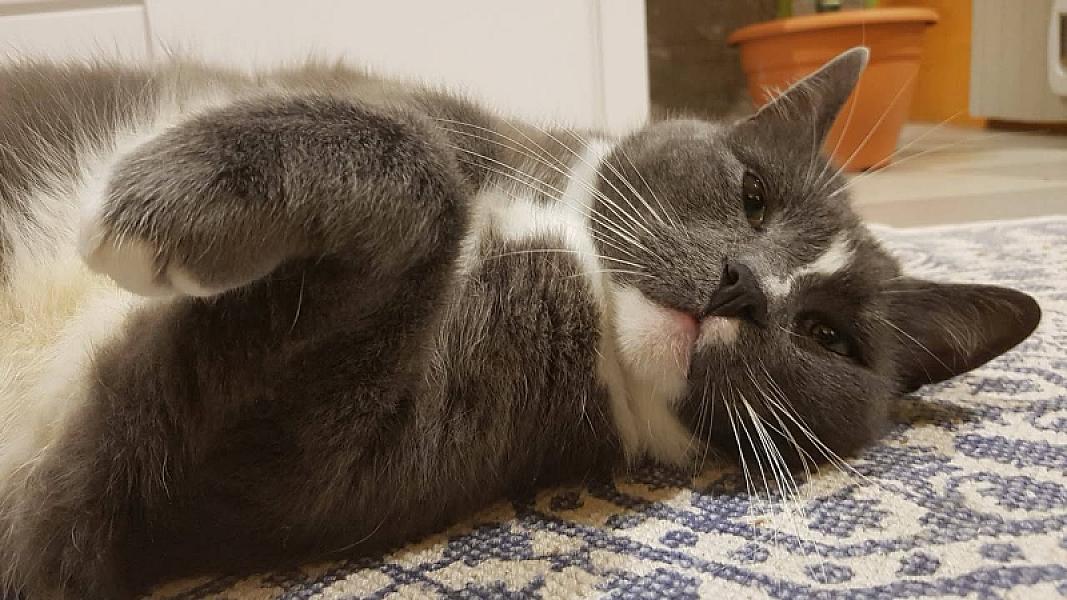 Kattenpraat