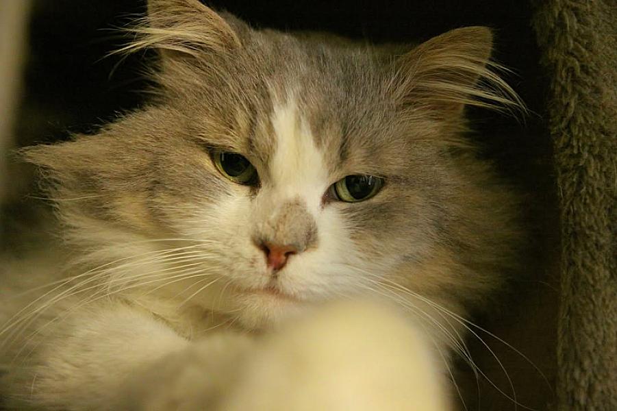 Kattenpraat