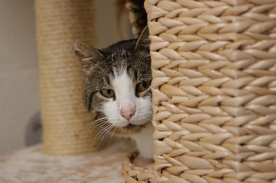 Kattenpraat