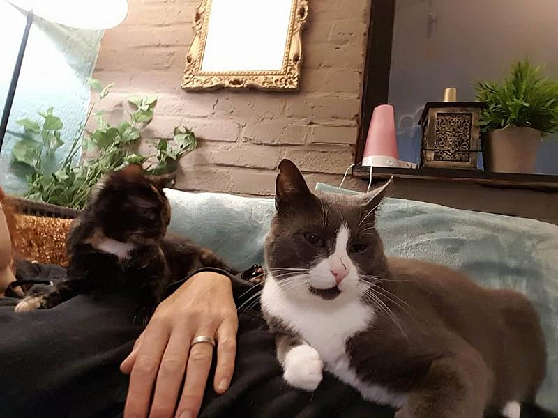 Kattenpraat