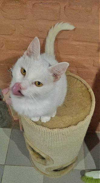 Kattenpraat
