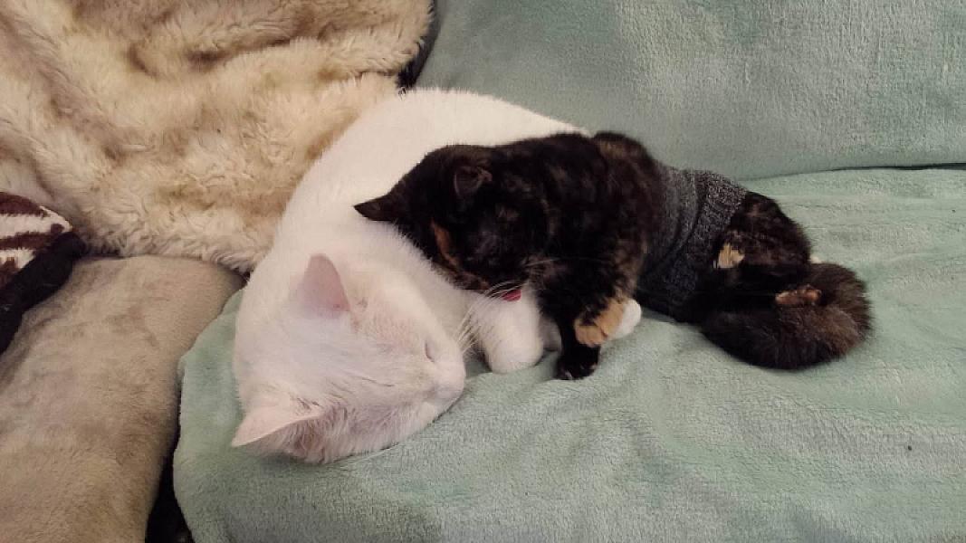 Kattenpraat