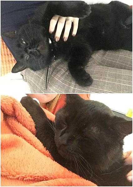 Kattenpraat