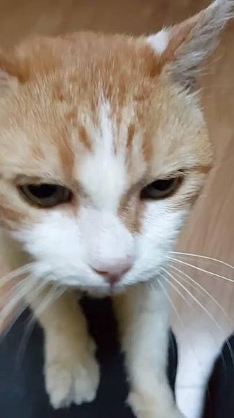 Kattenpraat