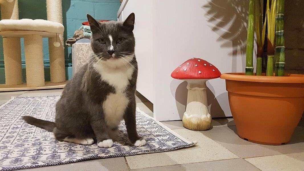 Kattenpraat