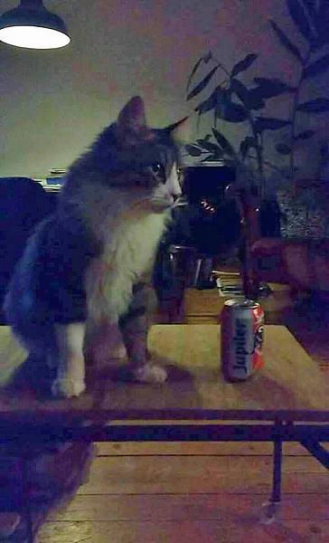 Kattenpraat