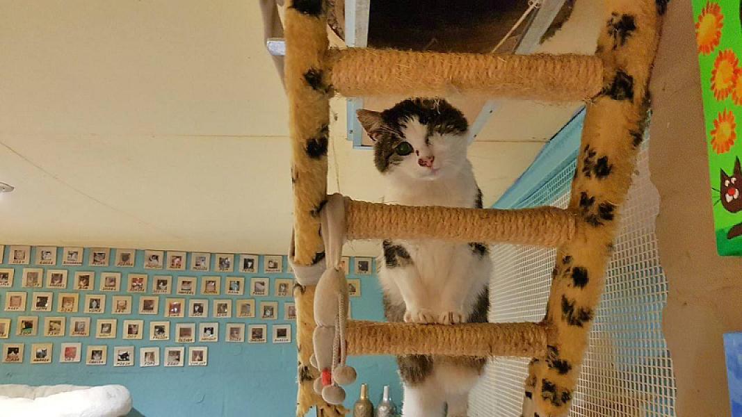 Kattenpraat