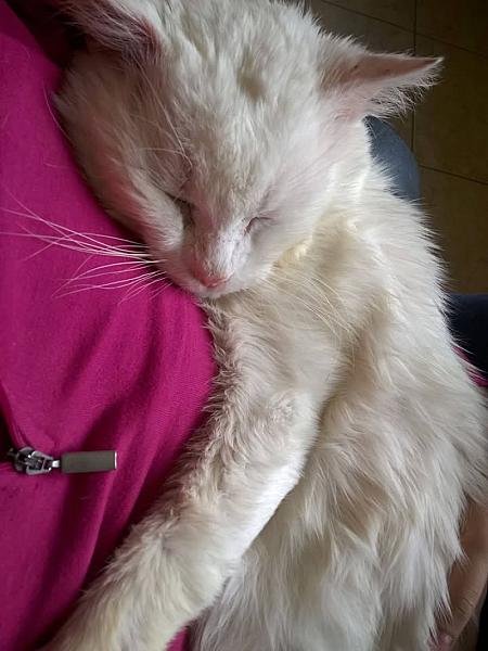 Kattenpraat