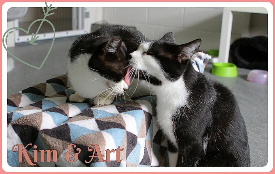 Kattenpraat