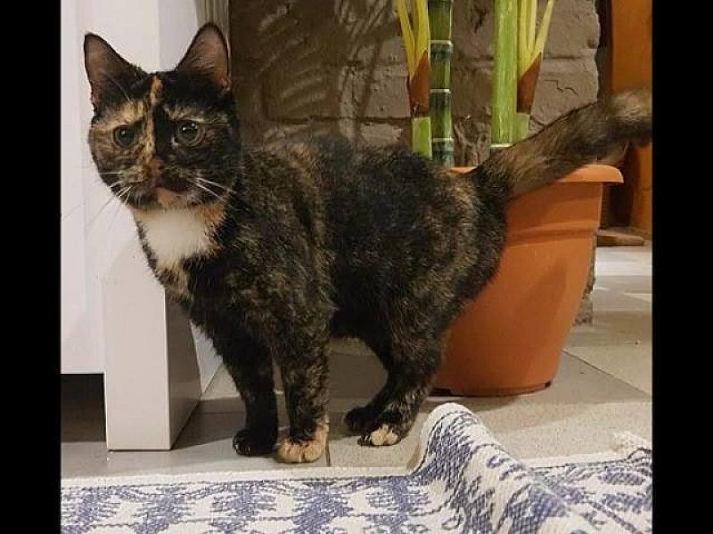 Kattenpraat