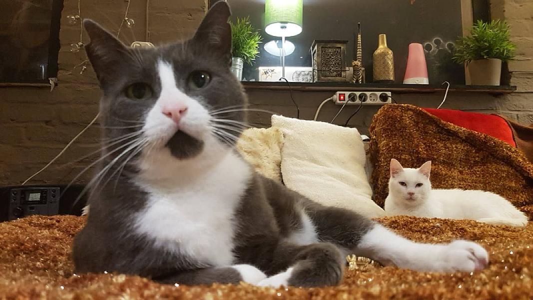 Kattenpraat