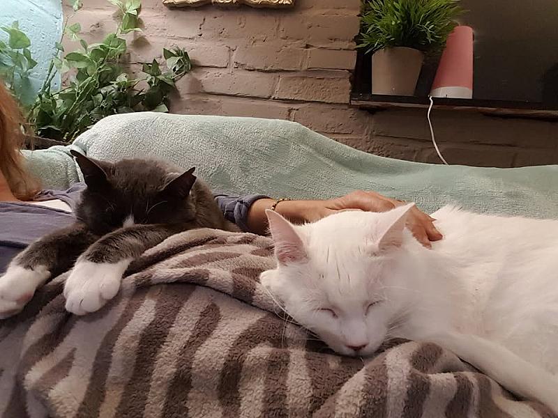Kattenpraat