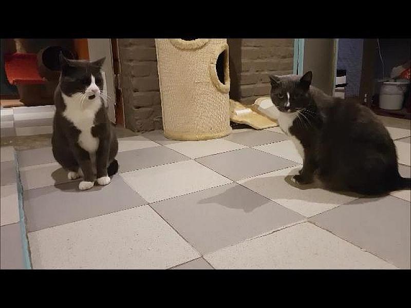 Kattenpraat