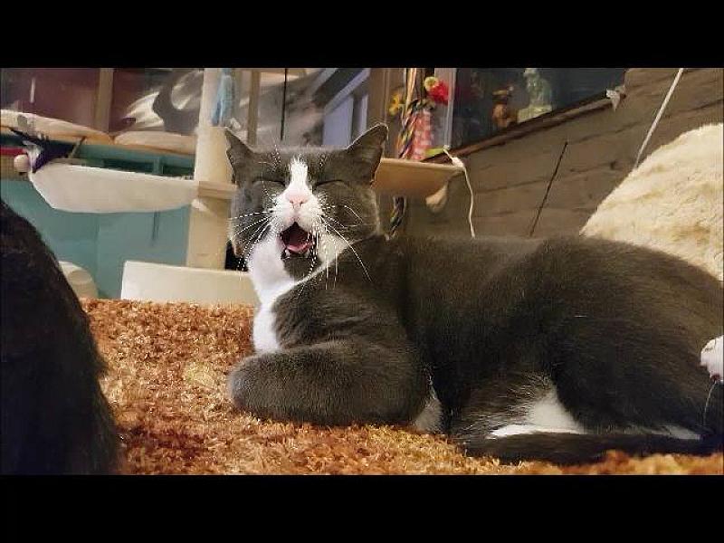 Kattenpraat