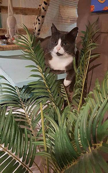 Kattenpraat