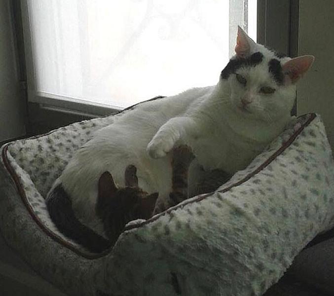 Kattenpraat