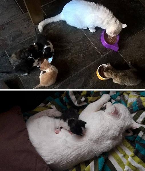 Kattenpraat