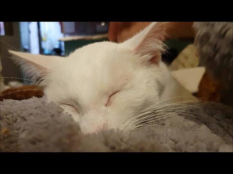 Kattenpraat