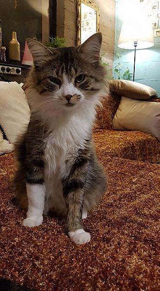 Kattenpraat